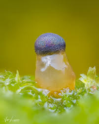 Attēlu rezultāti vaicājumam “Colloderma robustum macro”