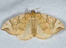 Attēlu rezultāti vaicājumam “Eulithis mellinata”