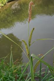 Attēlu rezultāti vaicājumam “Carex acutiformis leaf”