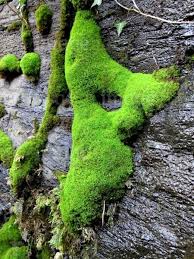 Attēlu rezultāti vaicājumam “Dicranum montanum”