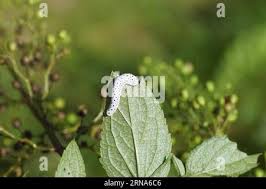 Attēlu rezultāti vaicājumam “Tenthredo scrophulariae larva”