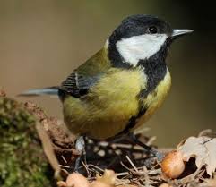 Attēlu rezultāti vaicājumam “Parus major”