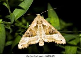 Attēlu rezultāti vaicājumam “Phlogophora meticulosa”