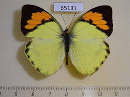 Attēlu rezultāti vaicājumam “Pieridae”