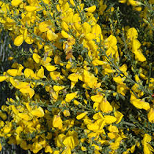 Attēlu rezultāti vaicājumam “Cytisus scoparius flower”