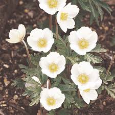 Attēlu rezultāti vaicājumam “Anemone sylvestris fruit”