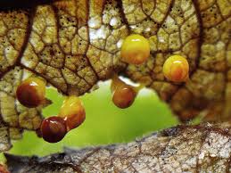 Attēlu rezultāti vaicājumam “Craterium minutum cf. var. brunneum”