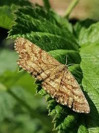 Attēlu rezultāti vaicājumam “Ematurga atomaria male”