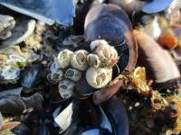 Attēlu rezultāti vaicājumam “Balanus improvisus”