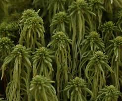 Attēlu rezultāti vaicājumam “Sphagnum quinquefarium”