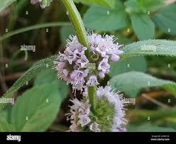 Attēlu rezultāti vaicājumam “Mentha x verticillata leaf”