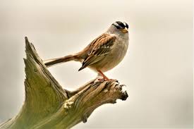 Image result for Bird