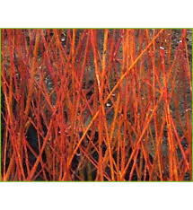 Attēlu rezultāti vaicājumam “Salix alba var. vitellina”