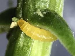 Attēlu rezultāti vaicājumam “Proutia betulina larva”