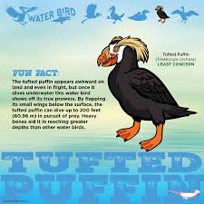 Image result for Fratercula cirrhata