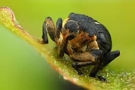 Attēlu rezultāti vaicājumam “Mononychus punctumalbum”