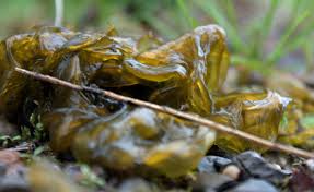 Attēlu rezultāti vaicājumam “Nostoc commune”