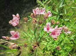 Attēlu rezultāti vaicājumam “Butomus umbellatus flower”