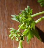 Attēlu rezultāti vaicājumam “Alchemilla subcrenata”