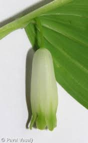 Attēlu rezultāti vaicājumam “Polygonatum odoratum bud”