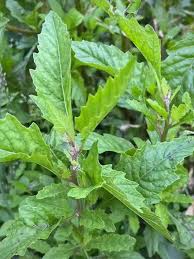 Image result for Chenopodium ambrosioides
