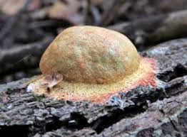 Attēlu rezultāti vaicājumam “Lycogala cf. fossiculatum”