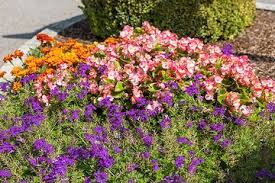 Image result for Begonia cucullata var. Hookeri