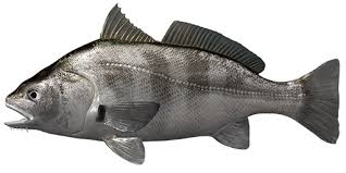 Image result for Pogonias cromis