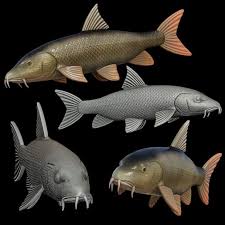 Image result for Barbus barbus