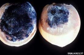 Attēlu rezultāti vaicājumam “Lophozia badensis sporophyte”