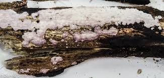 Attēlu rezultāti vaicājumam “Antrodia crassa”