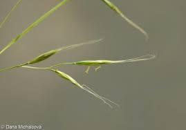 Attēlu rezultāti vaicājumam “Festuca gigantea”