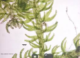 Attēlu rezultāti vaicājumam “Kurzia pauciflora”