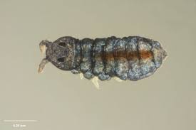 Attēlu rezultāti vaicājumam “Hypogastrura sp.”