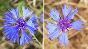 Attēlu rezultāti vaicājumam “Cyanus segetum flower”