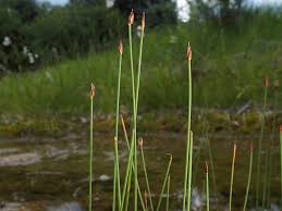 Attēlu rezultāti vaicājumam “Eleocharis quinqueflora”