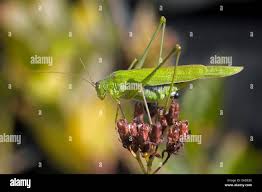 Attēlu rezultāti vaicājumam “Phaneroptera falcata”