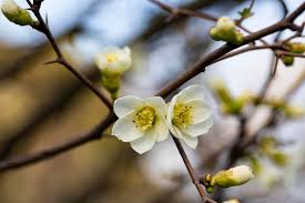 Attēlu rezultāti vaicājumam “Cerasus bud”