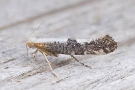 Attēlu rezultāti vaicājumam “Argyresthia spinosella”