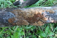 Attēlu rezultāti vaicājumam “Antrodia mellita”