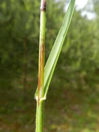 Attēlu rezultāti vaicājumam “Helictotrichon pratense”