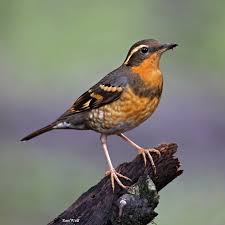 Image result for Ixoreus naevius