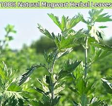 Attēlu rezultāti vaicājumam “Artemisia vulgaris bud”