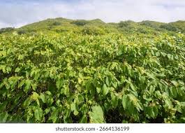 Attēlu rezultāti vaicājumam “Reynoutria sachalinensis”