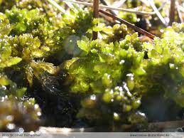 Attēlu rezultāti vaicājumam “Sphagnum platyphyllum”
