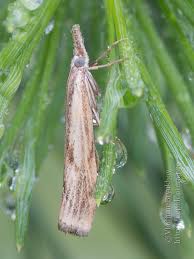 Attēlu rezultāti vaicājumam “Pediasia fascelinella”