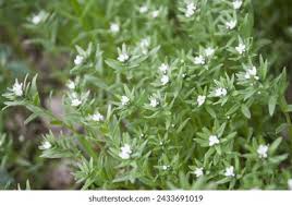 Attēlu rezultāti vaicājumam “Lithospermum officinale flower”