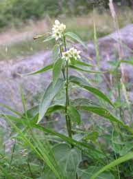 Attēlu rezultāti vaicājumam “Vincetoxicum hirundinaria flower”