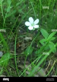 Attēlu rezultāti vaicājumam “Moehringia lateriflora leaf”