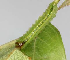 Attēlu rezultāti vaicājumam “Arge ustulata”